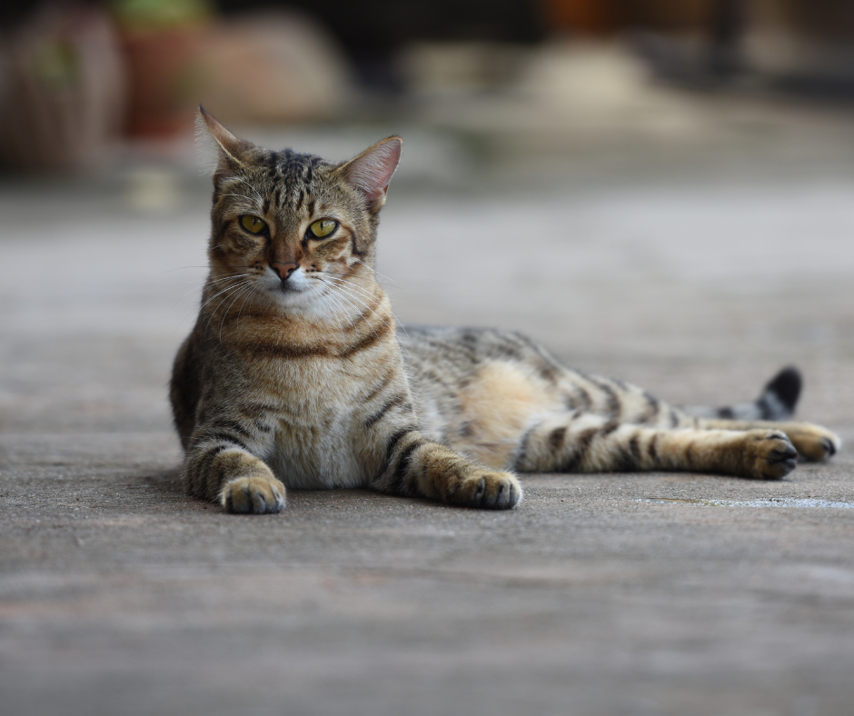 Chat stérilisé